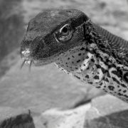 Reptilien 011