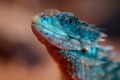 Reptilien 012