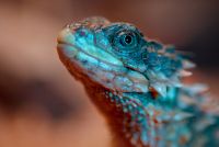 Reptilien 012
