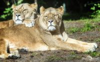 Safaripark  005