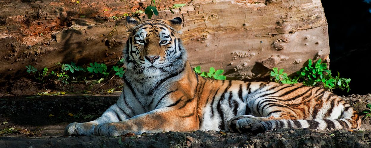 Tiger 001