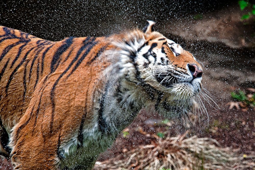 Tiger 003