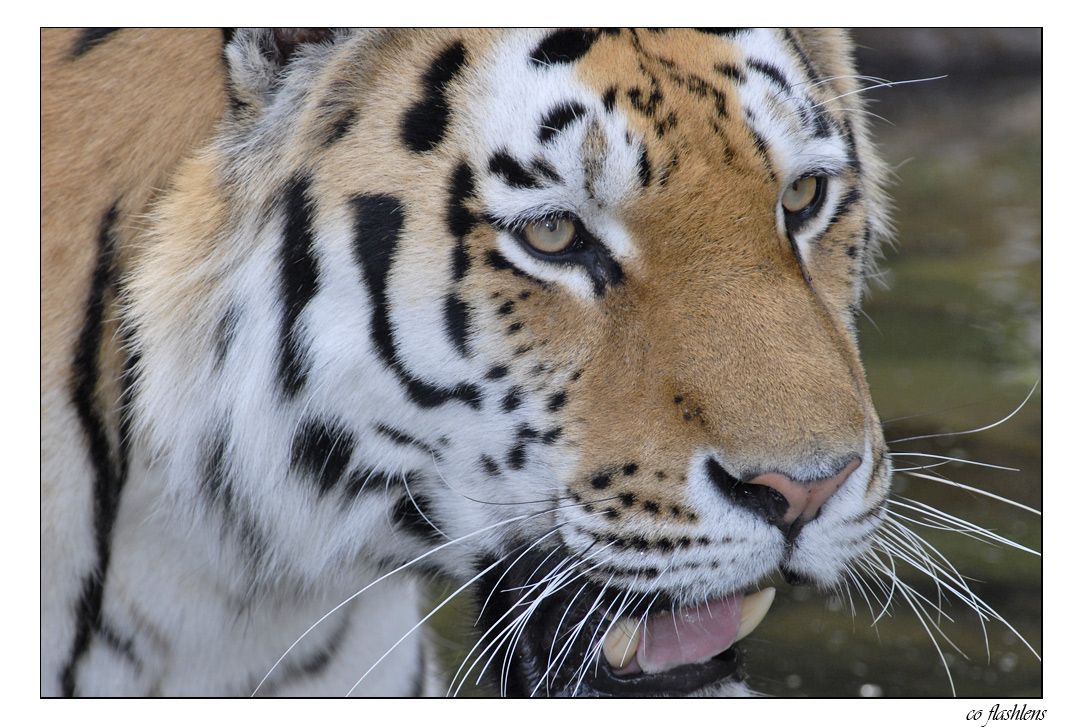 Tiger 005