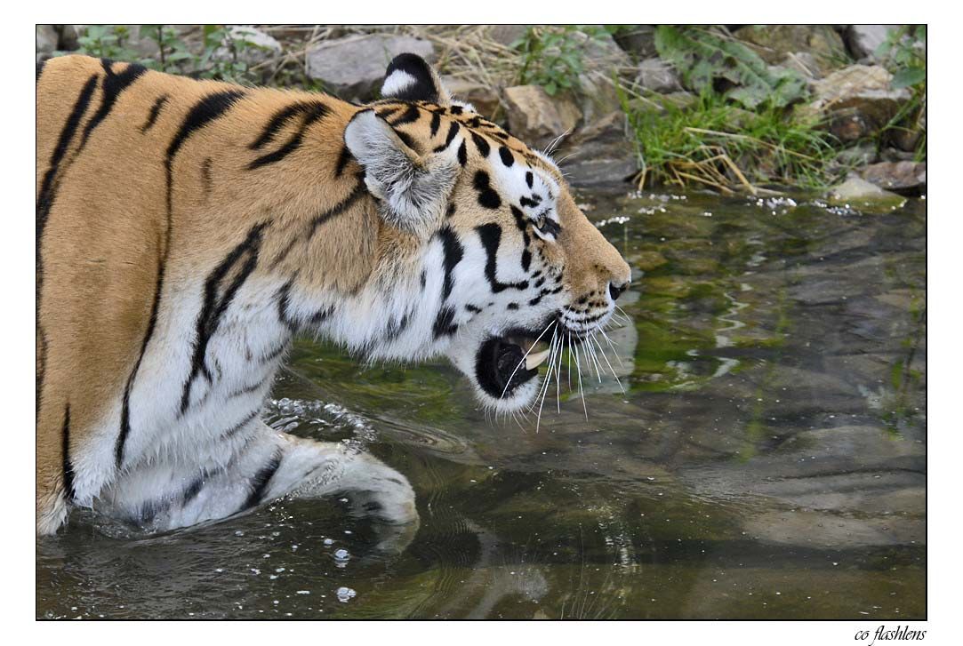 Tiger 006