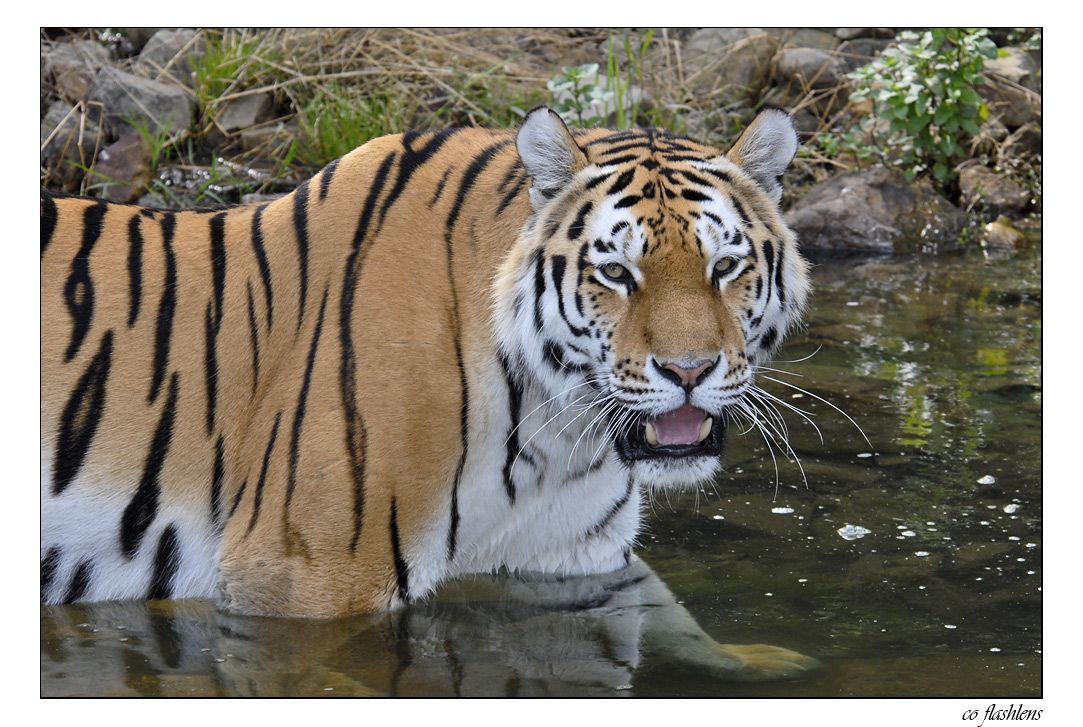 Tiger 007