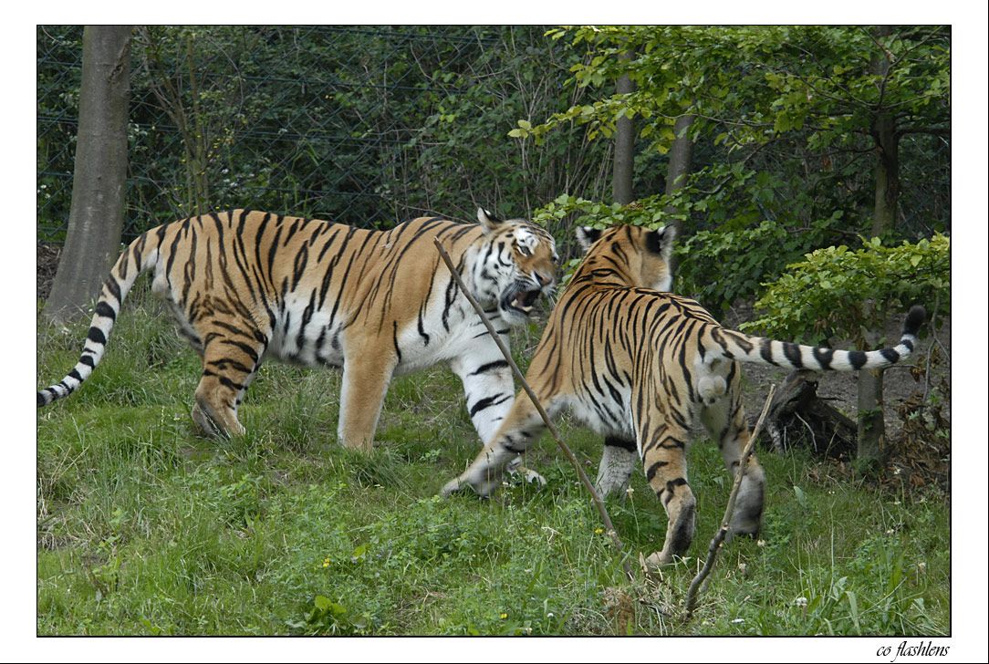 Tiger 008