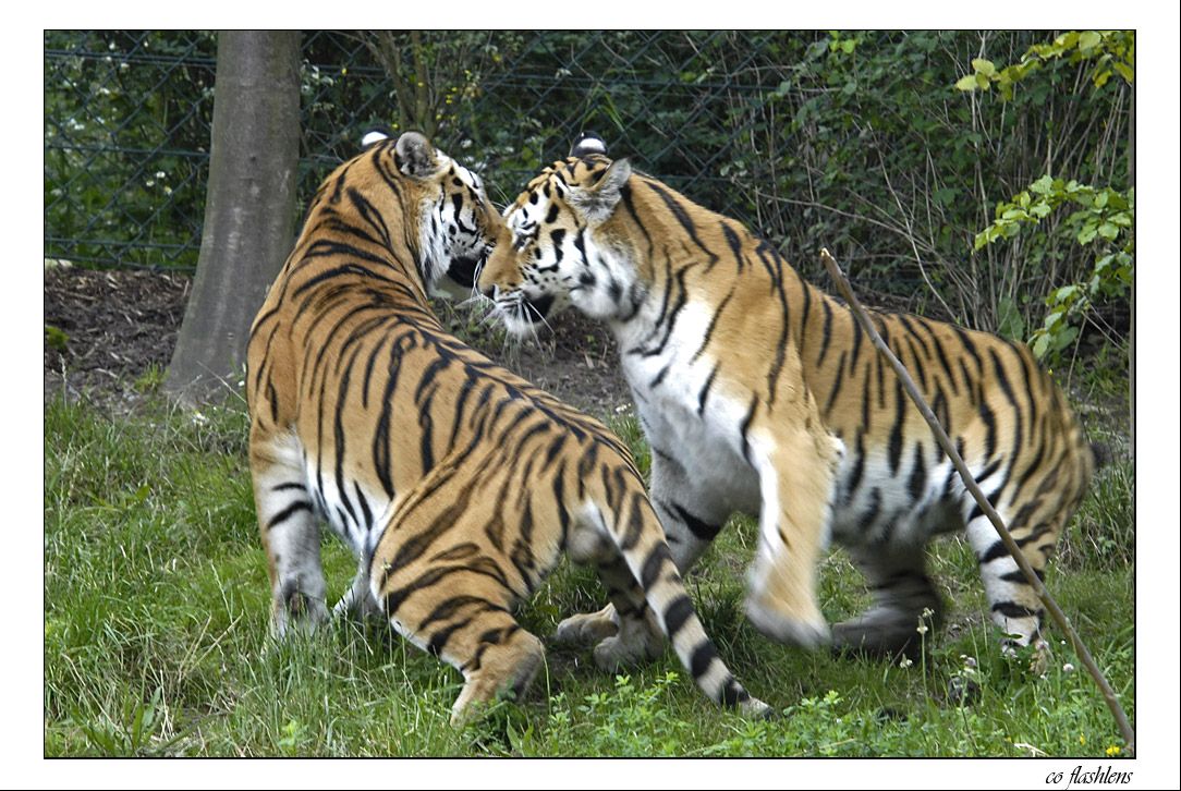 Tiger 009