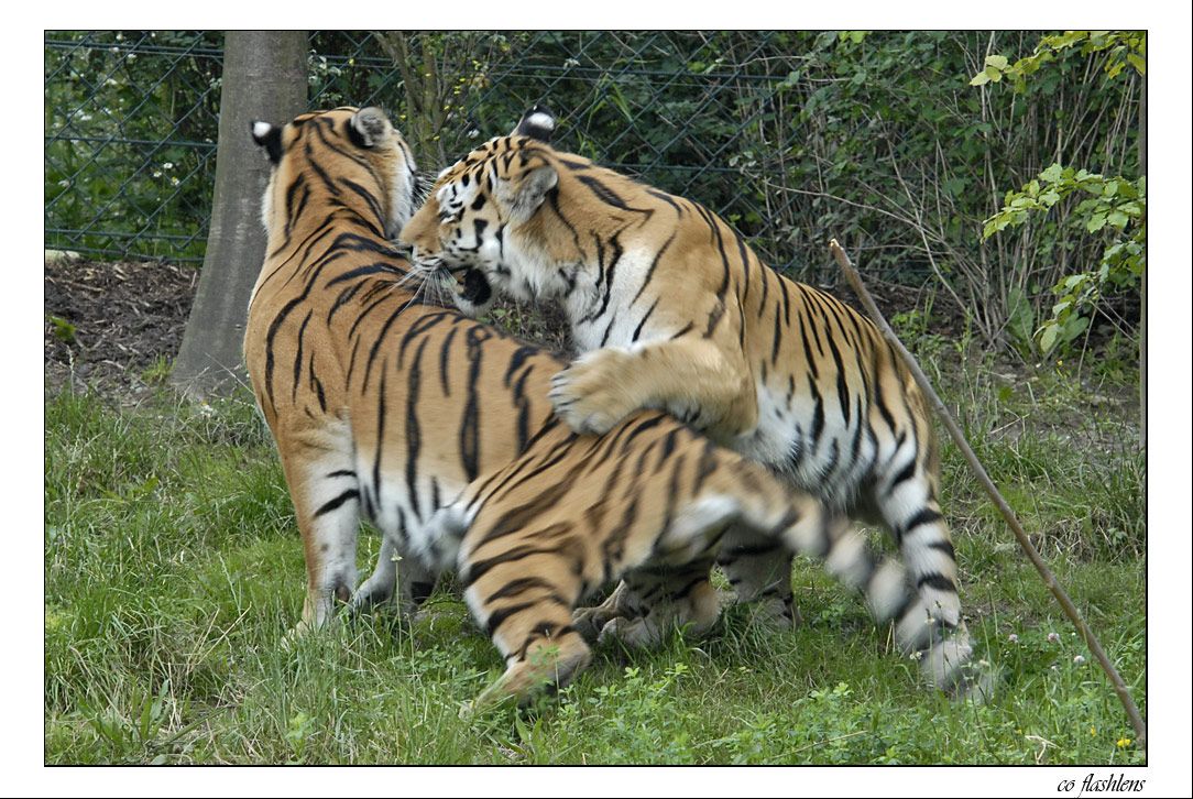 Tiger 010