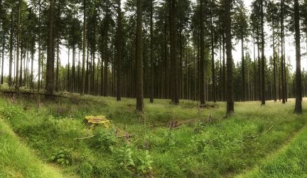 Wisent-Wildnis Sauerland