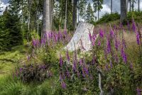 Wisent Wildnis Landschaft 004