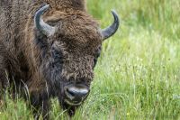 Wisent Wildnis Wisente 001