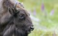 Wisent Wildnis Wisente 002