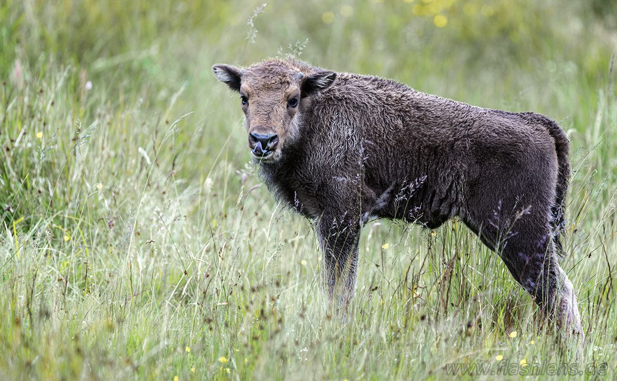 Wisent Wildnis Wisente 003