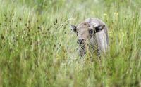 Wisent Wildnis Wisente 004