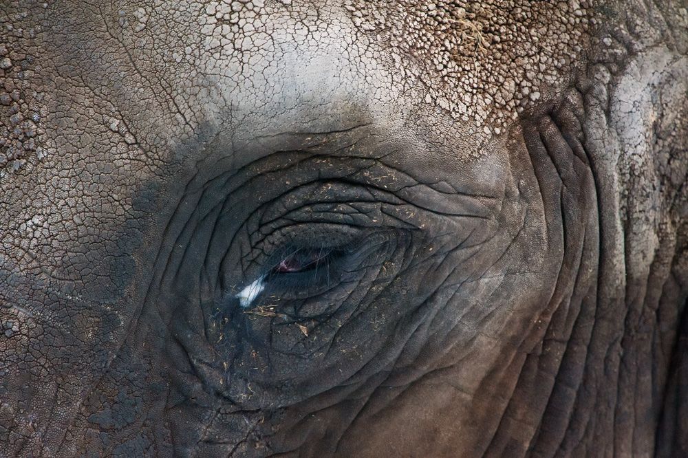 Zoo DU 007