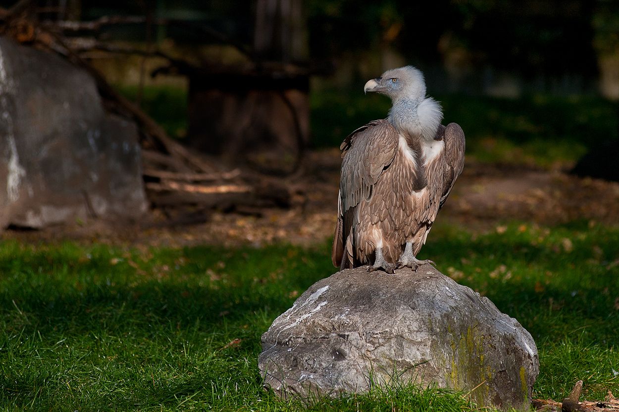 Zoo DU 061