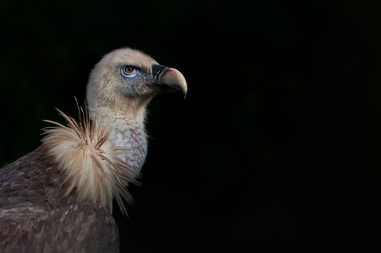 Zoo DU 063