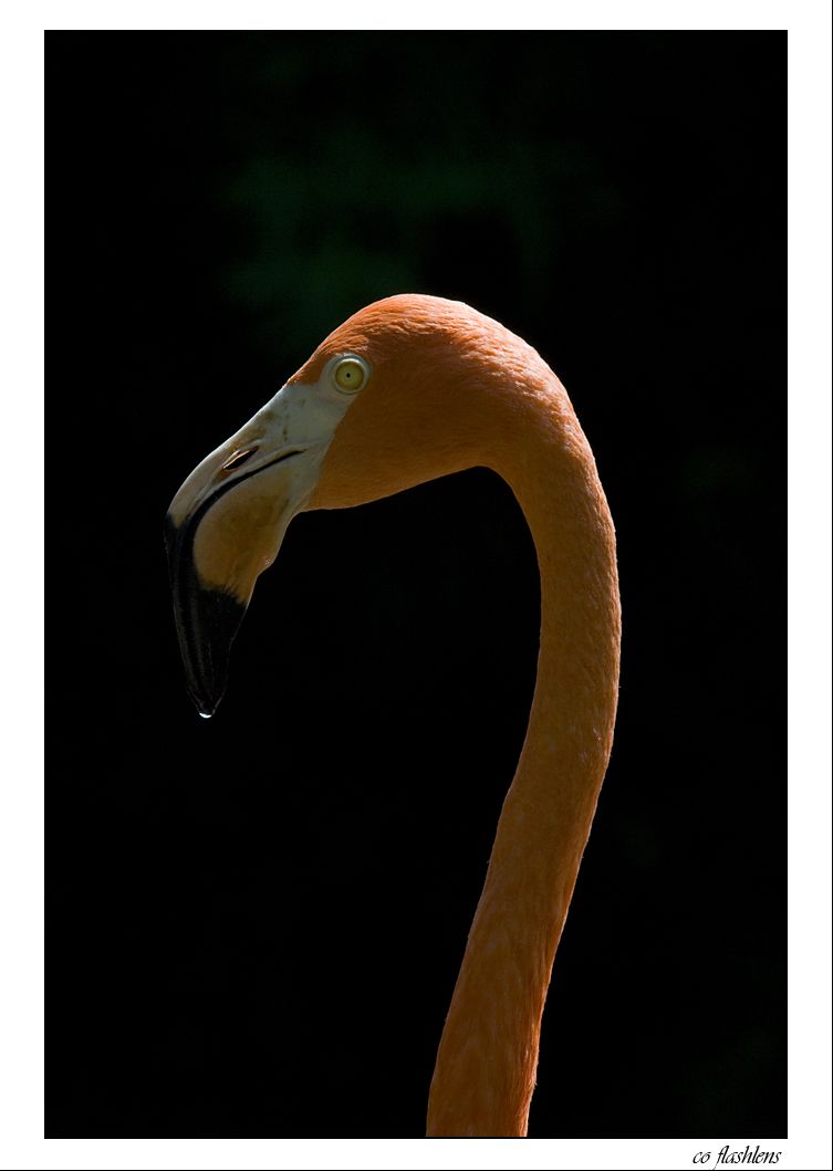 Zoo DU 081