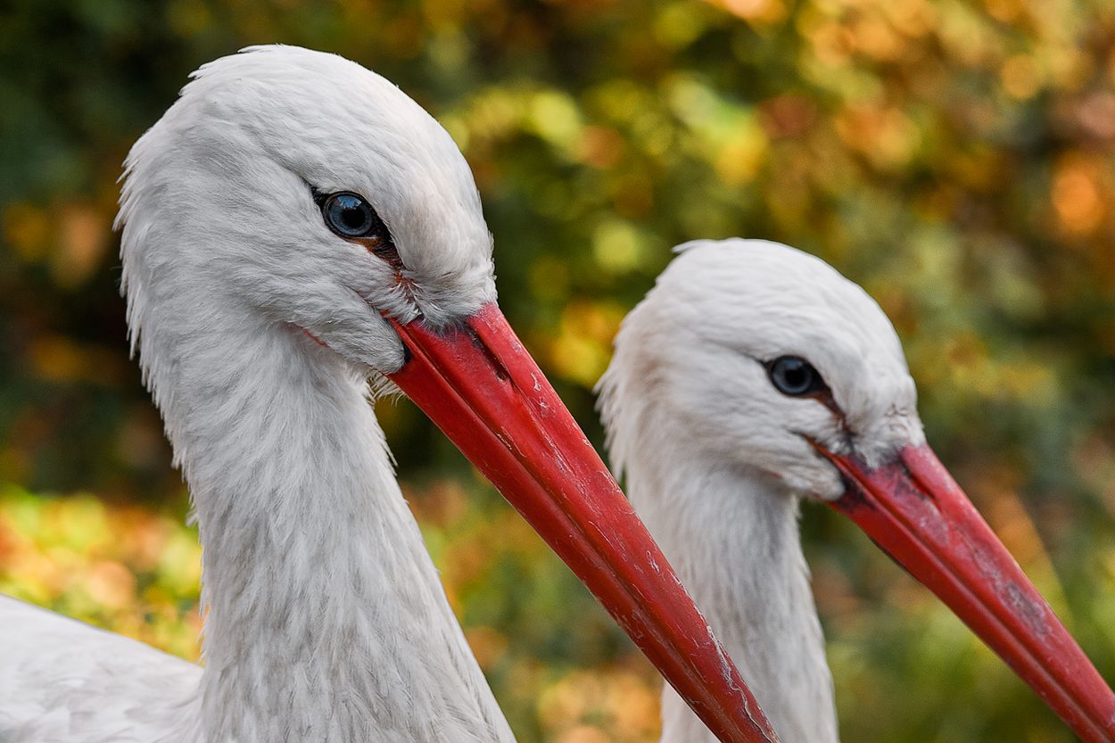 Zoo DU 087