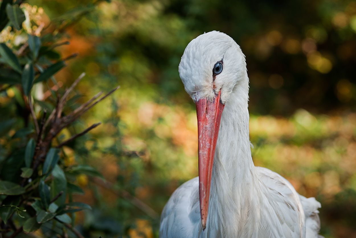 Zoo DU 088