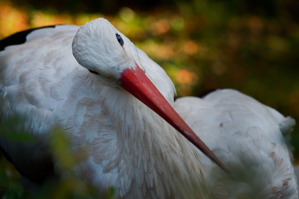 Zoo DU 089