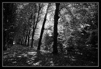 Baeume 062