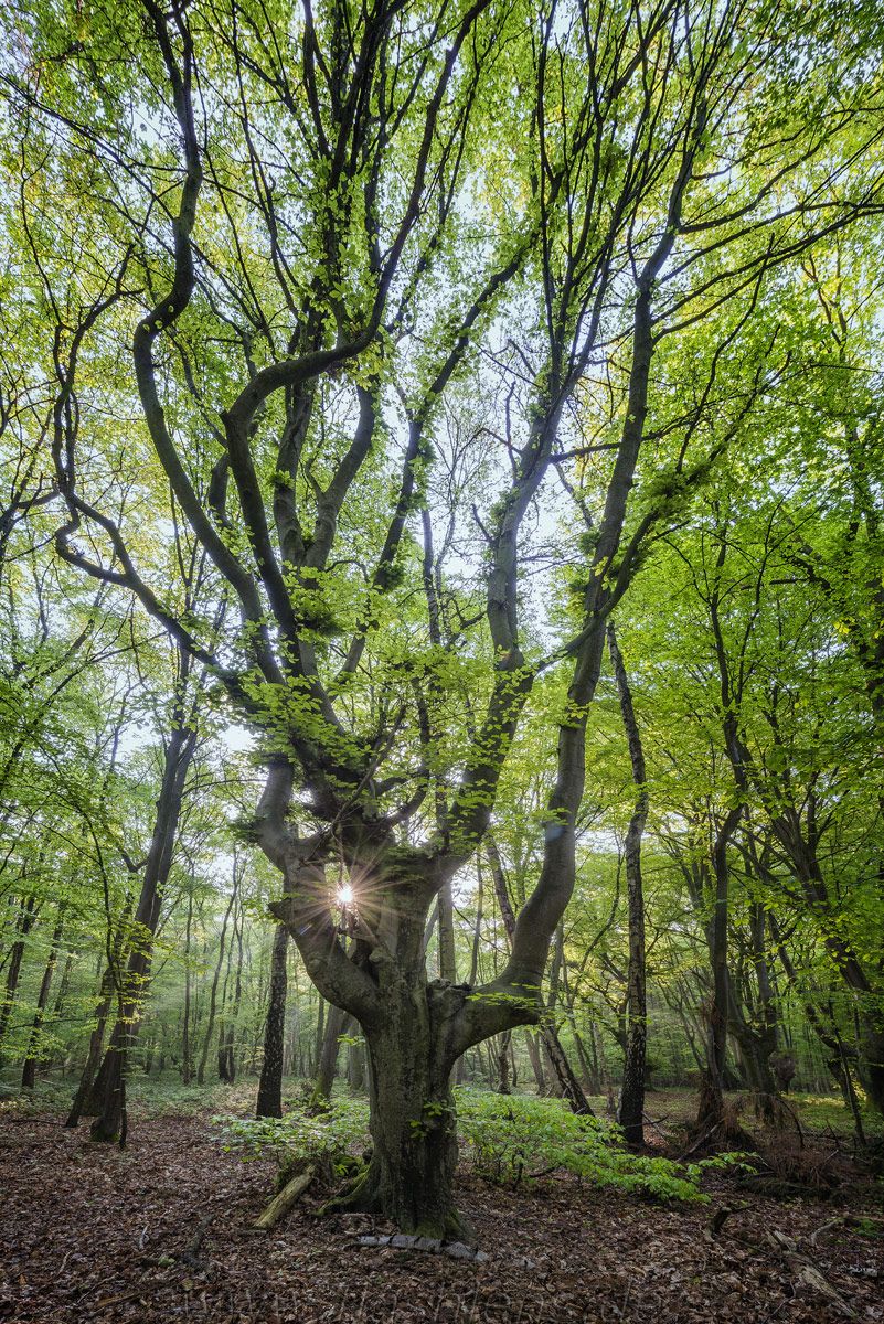 Kottenforst 017