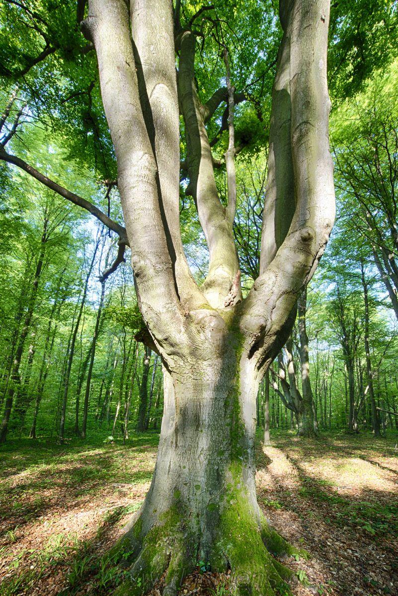 Kottenforst 019