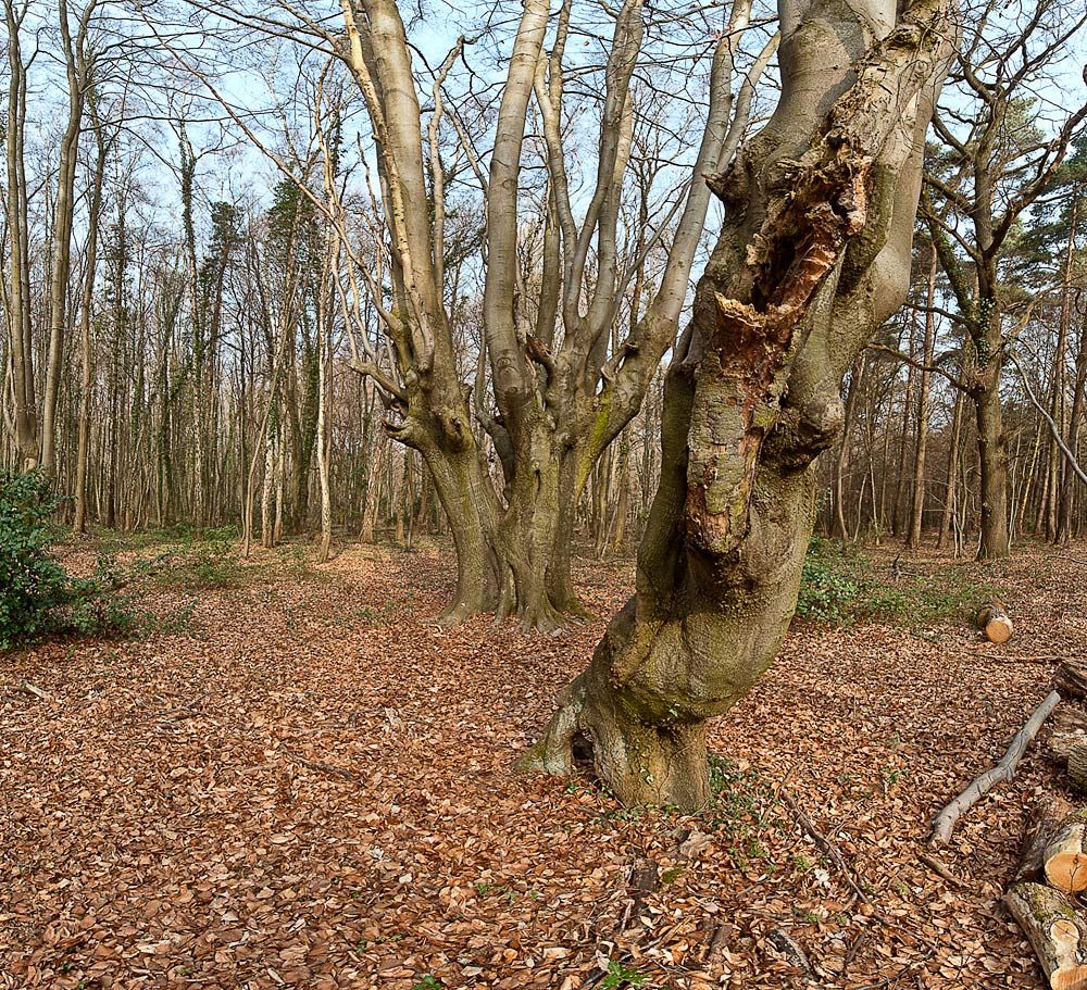 Kottenforst 037