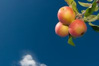 Nutzpflanzen 008