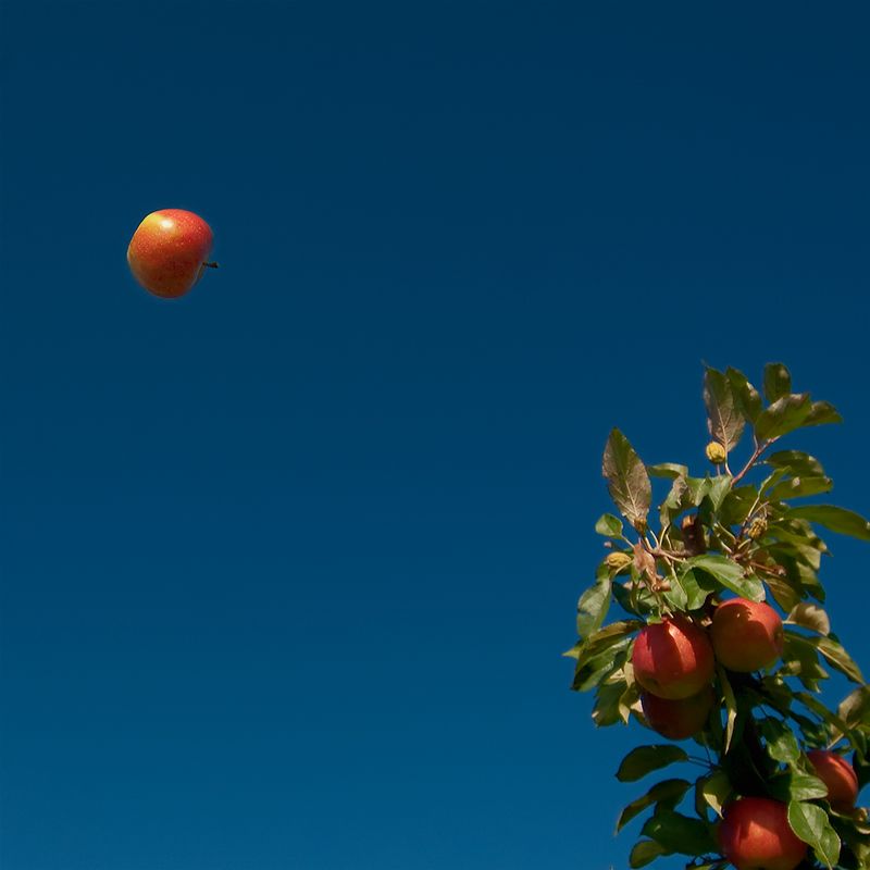 Nutzpflanzen 009
