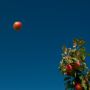 Nutzpflanzen 009