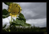 Nutzpflanzen 011 1