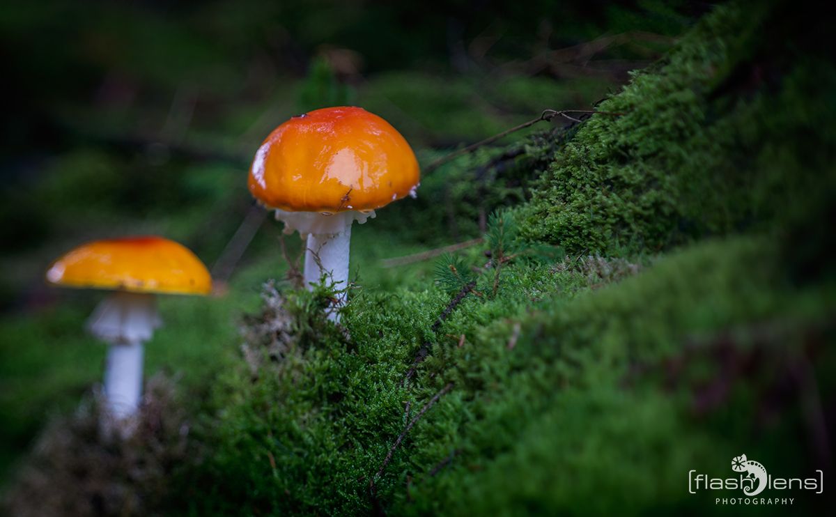 Pilze 001