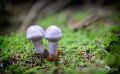 Pilze 003