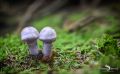 Pilze 004