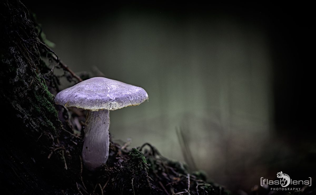 Pilze 005