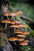 Pilze 006