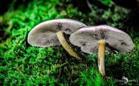 Pilze 008