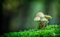 Pilze 009