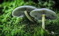 Pilze 010