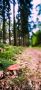 Pilze 012