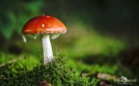 Pilze 014