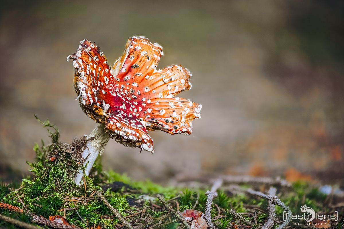 Pilze 016