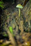 Pilze 017