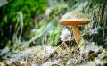 Pilze 018