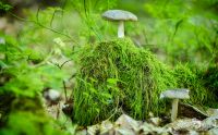 Pilze 019