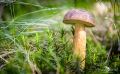 Pilze 021