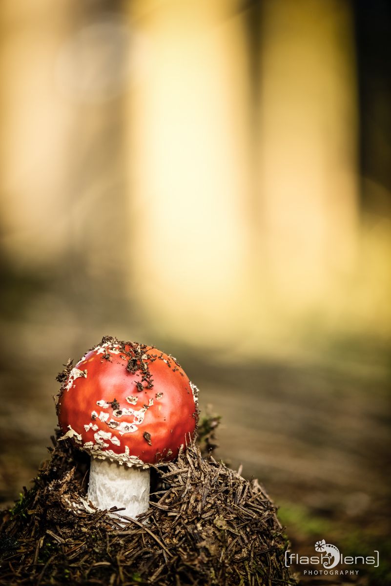 Pilze 022