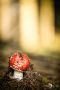 Pilze 022